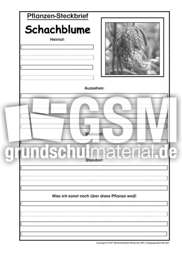 Pflanzensteckbrief-Schachblume-SW.pdf